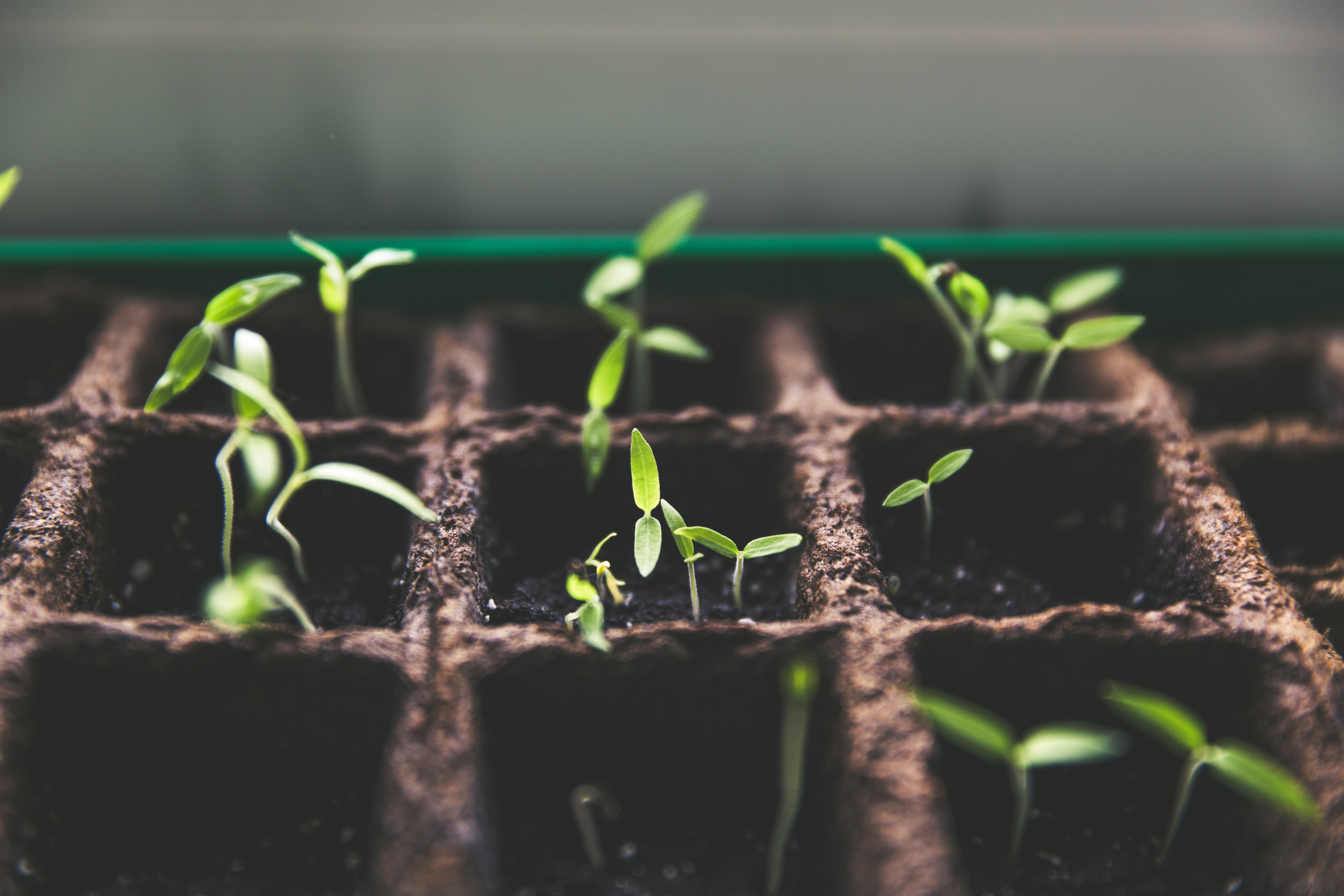 Seedlings markus-spiske-vrbZVy